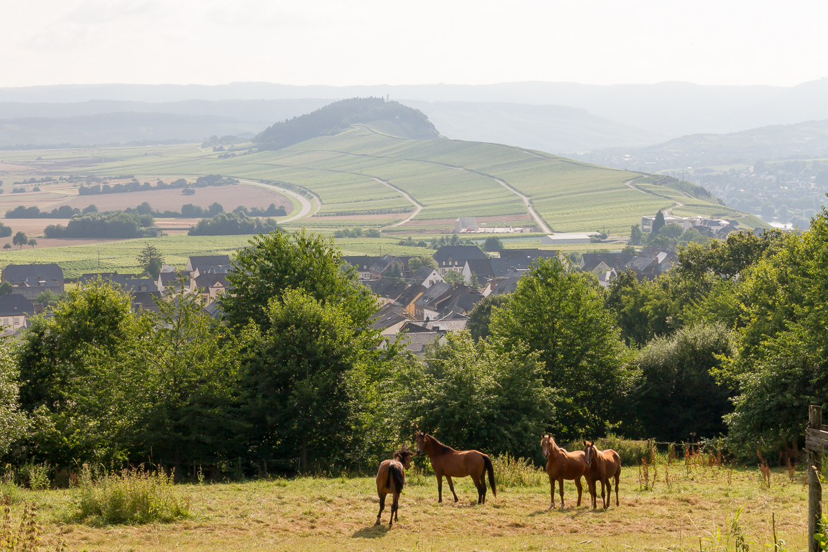 Jakobsweg Mosel-Camino — Teil2