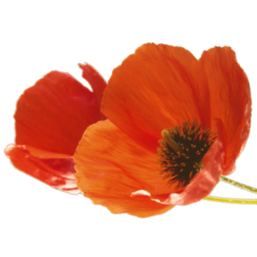 cropped-Icon-Reiseblog.png