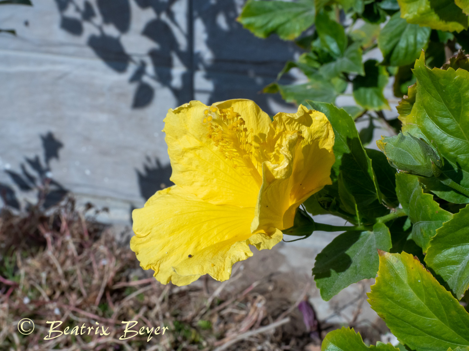 Hibiskus
