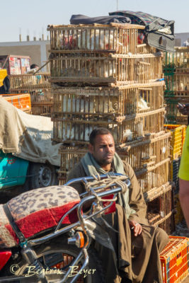 Luxor - auf dem Wochenmarkt