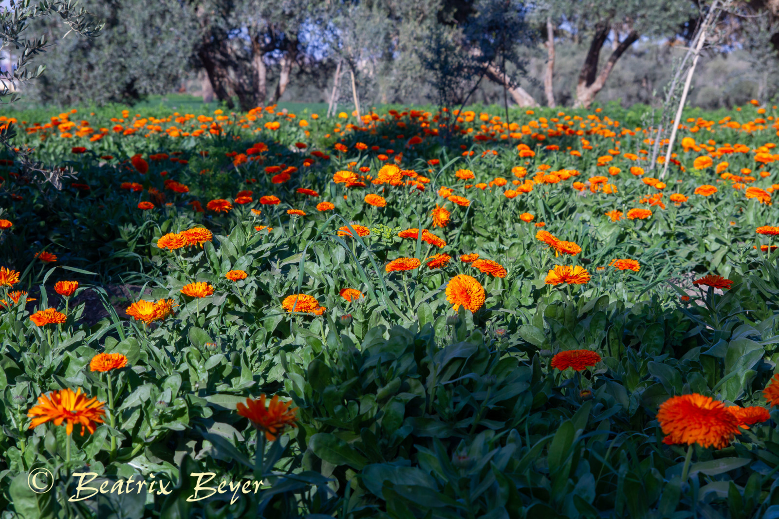 hier werden biologisch Ringelblumen an gebaut