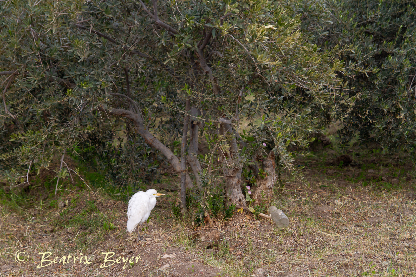im Dorf Tunis entdeckt