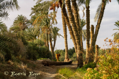 im Dorf Tunis entdeckt