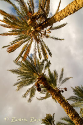 im Dorf Tunis entdeckt